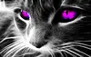 Avatar for Maksapet